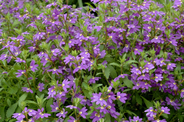 Scaevola Aemula Aussie Salute Blue (Fan Flower)