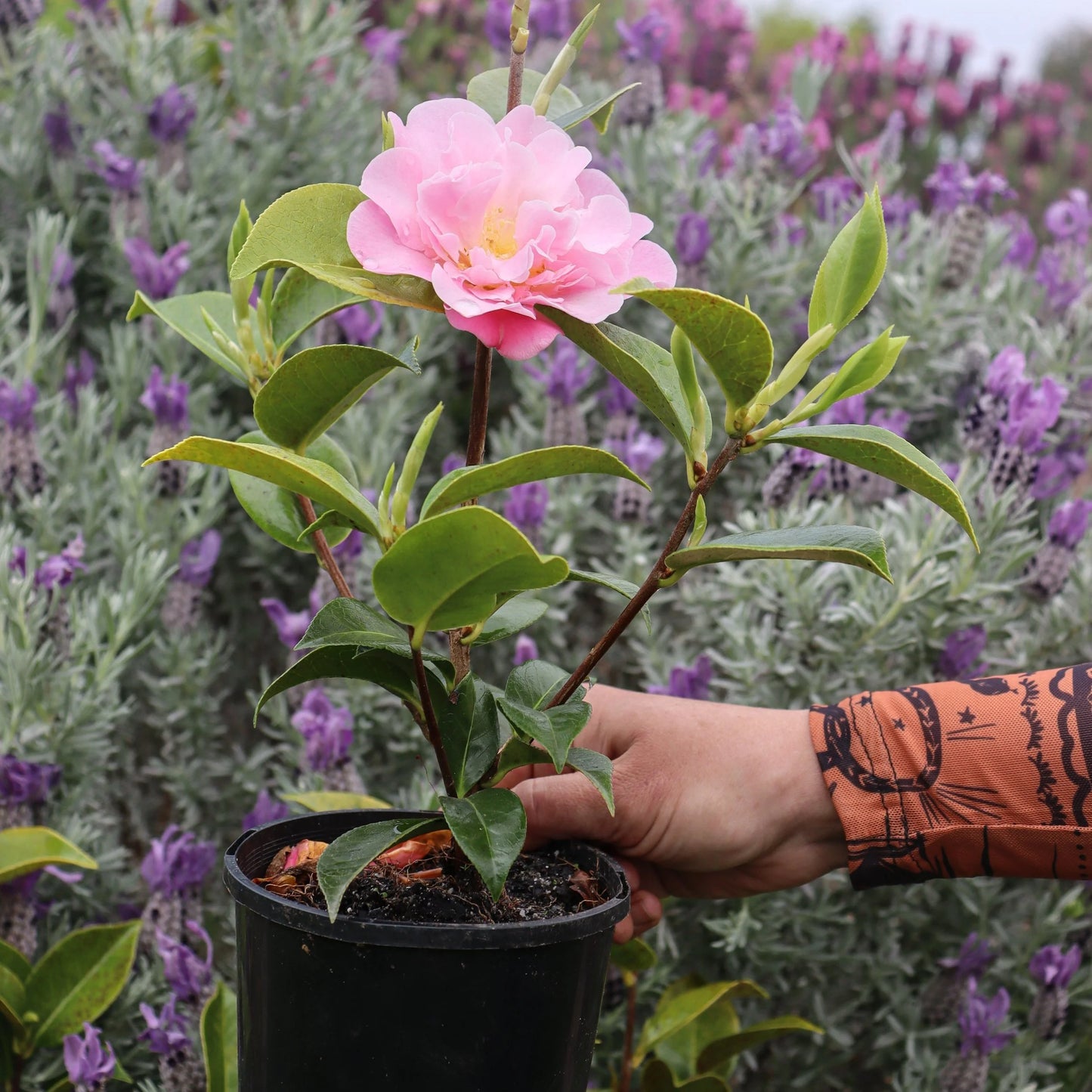 Camellia Floribunda (It’s Gorgeous Camellia)