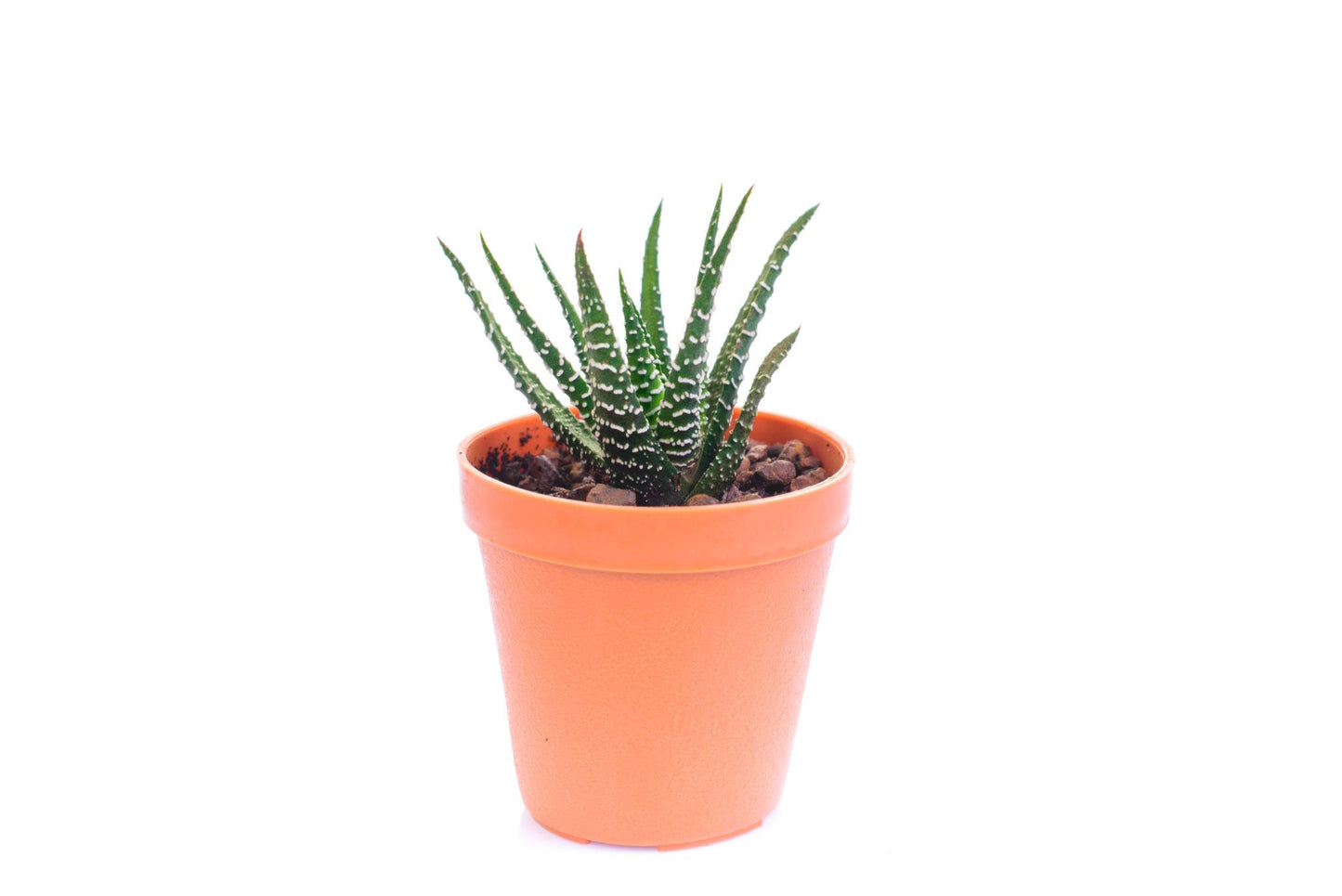 Aloe Barbadensis Miller (Aloe Vera)
