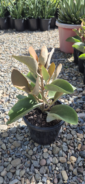 Kalanchoe 'Copper Spoons'