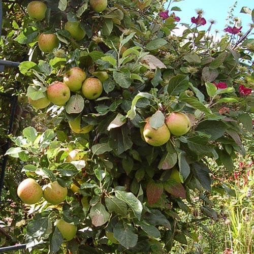 Malus Domestica 'Bolero' (Apple Bolero – Columnar) SUPER DWARF
