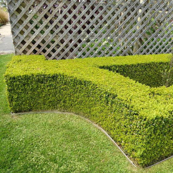 Buxus Microphylla var. Japonica 'Green Beauty' (Japanese Boxwood)