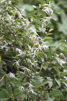 Jasminum Multipartitum (Starry Jasmine)