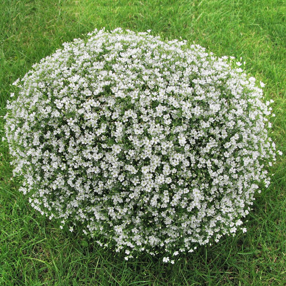 Gypsophila muralis ‘Gypsy White’ (Gypsy White Cushion Baby’s Breath)