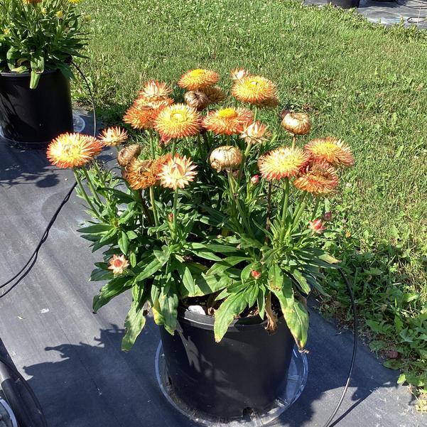 Bracteantha bracteata ‘Granvia Peachy Keen’ (Granvia Peachy Keen Strawflower)