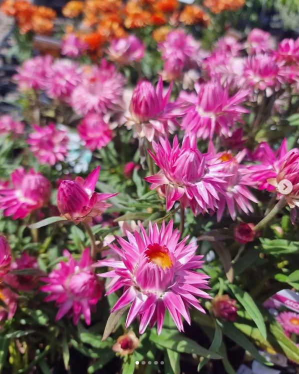 Xerochrysum Bracteatum 'Dreamtime Jumbo Mix' (Dreamtime Jumbo Mix Strawflower)