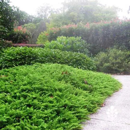 Juniperus Conferta (Shore Juniper)