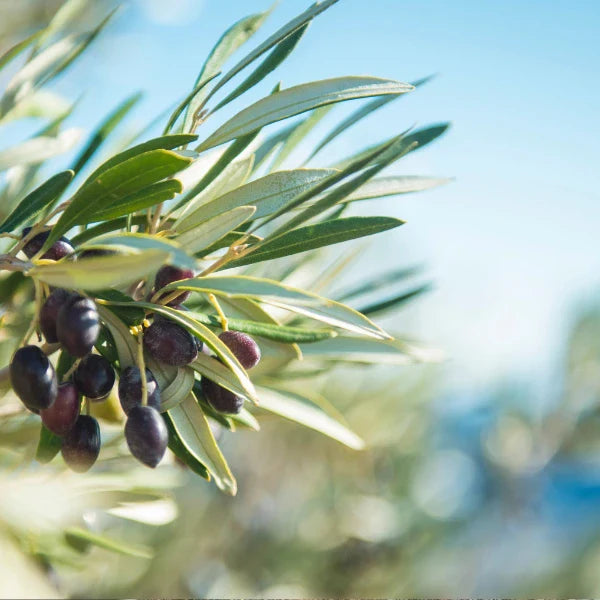 Olea europaea 'Kolossus Kalamata' (Kolossus Kalamata Olive)