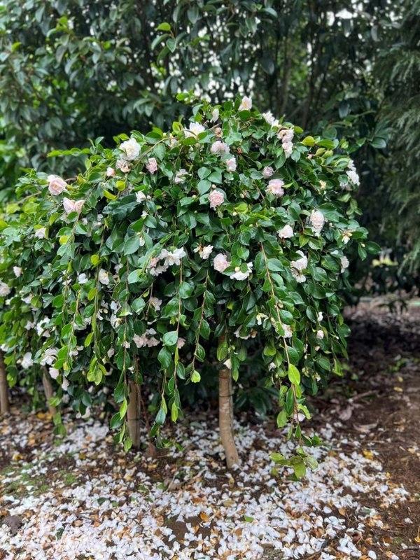 Camellia Sasanqua ‘Snow’ (Snow Camellia) Standards