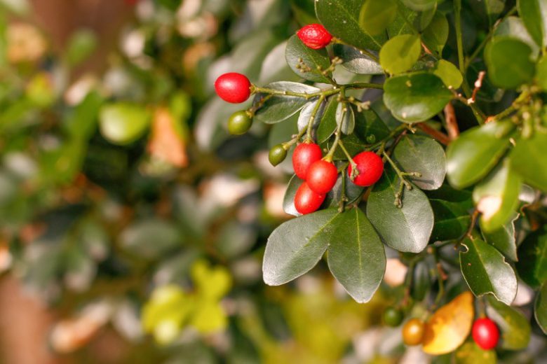Murraya Paniculata (Orange Jasmine)