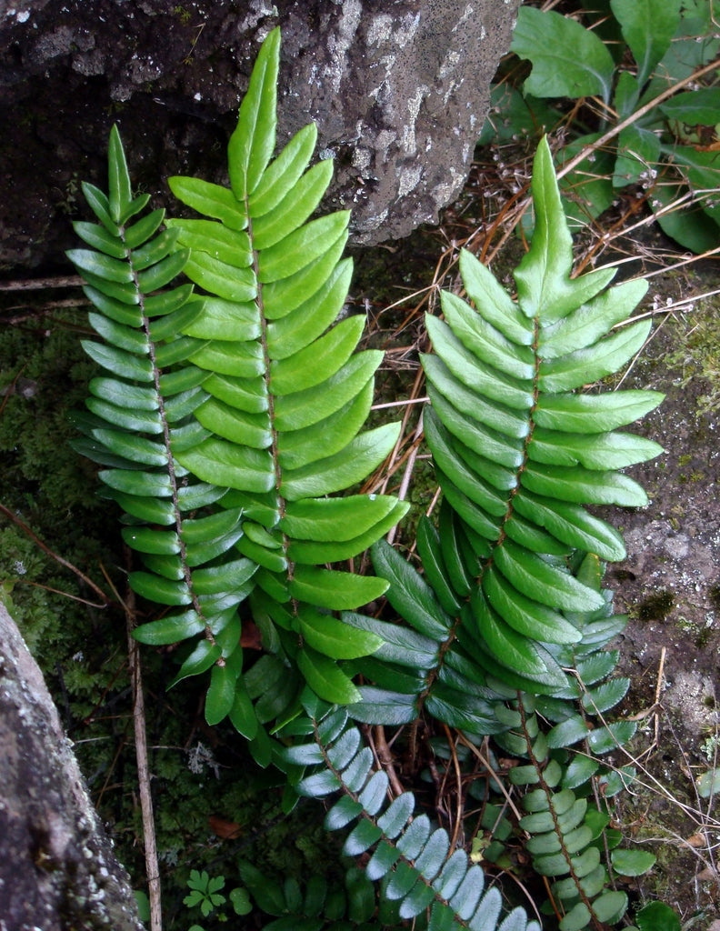 Pellaea falcata (Sickle Fern)