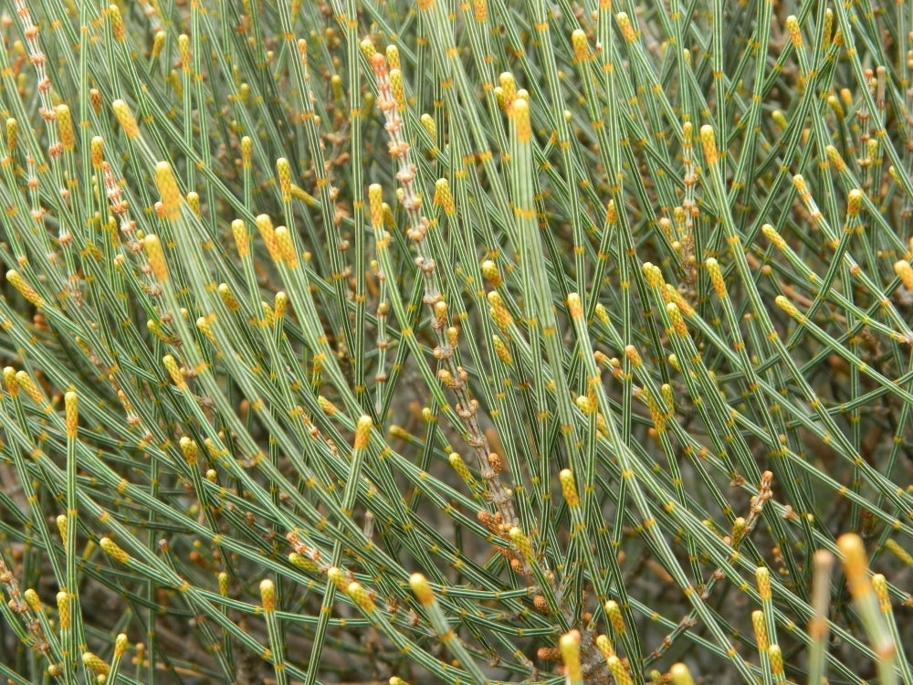Allocasuarina distyla (Scrub She-oak)