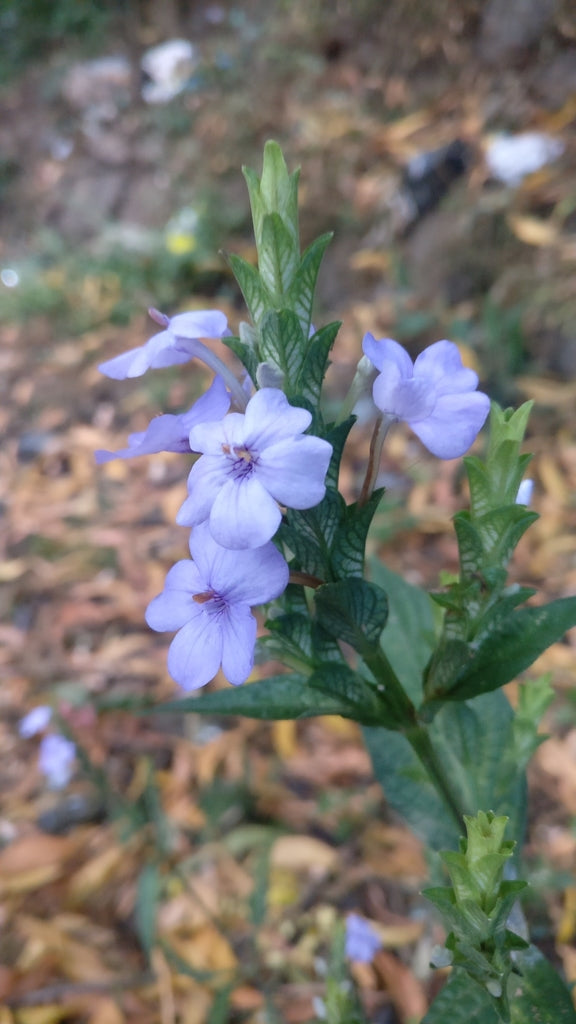 Eranthemum pulchellum (Blue Eranthemum)