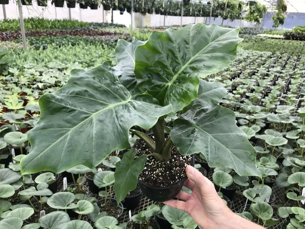 Alocasia 'Low Rider' (Low Rider Alocasia)