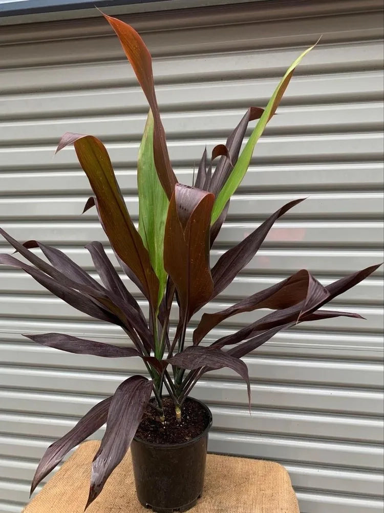 Cordyline Fruticosa (Negra)