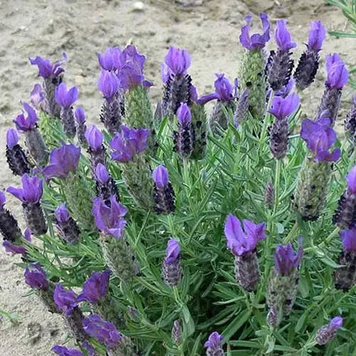 Lavandula stoechas (Lavender - Bella Blue)