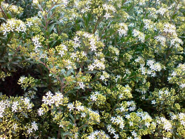 Leionema 'Green Screen' (Green Screen Leionema)