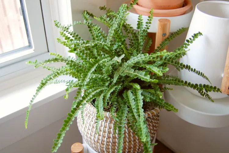 Nephrolepis cordifolia Duffii (Duffii Sword Fern)