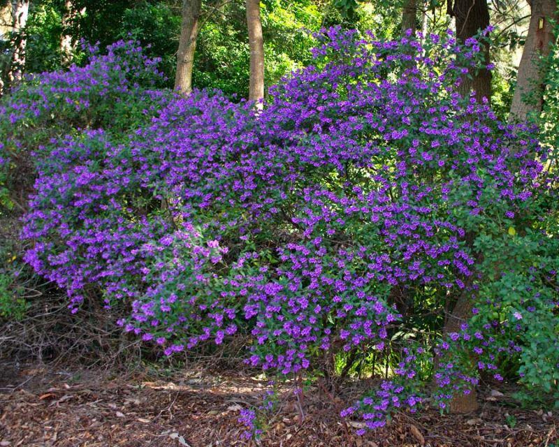 Prostanthera ovalifolia ‘Compacta’ (Compact Mint Bush)