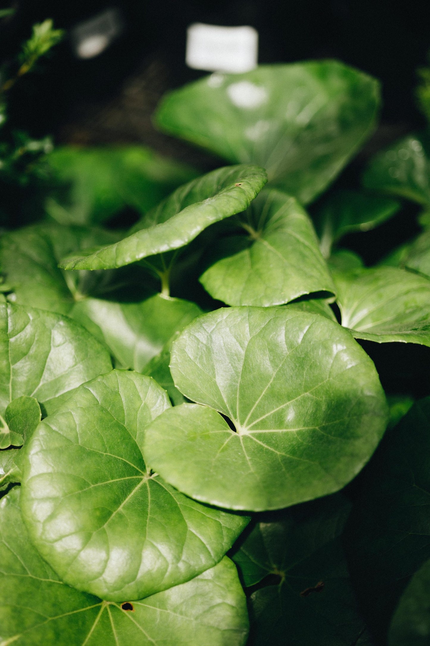 Ligularia dentata (Designer Verde)