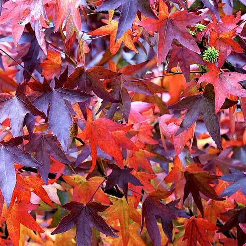 Close-up of Liquidambar styraciflua (Sweetgum) leaves showcasing a stunning array of colours in shades of red, purple, and yellow, highlighting the tree's vibrant autumn foliage.