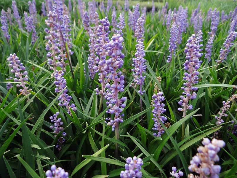 Liriope Muscari ‘LIRJ’ Just Right™ (Just Right Lily Turf)