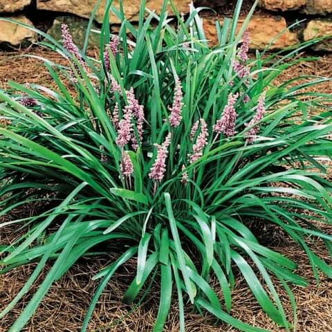 Liriope Muscari 'Samantha'