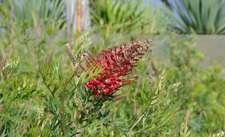 Grevillea 'Little Robyn'