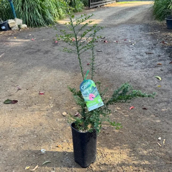 Citrus australasica ‘Little Ruby’ (Finger Lime)