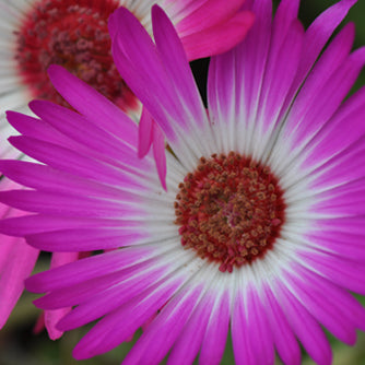 Mesembryanthemum Spp. (Pink Livingstone Daisy)