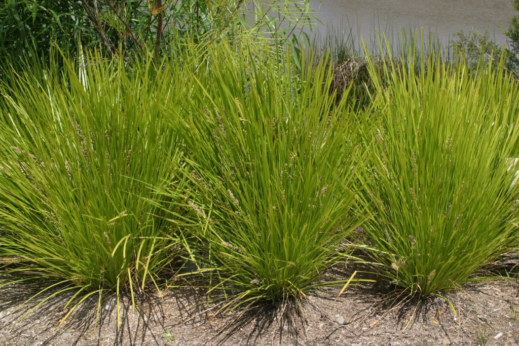 Lomandra 'Lime Tuff'