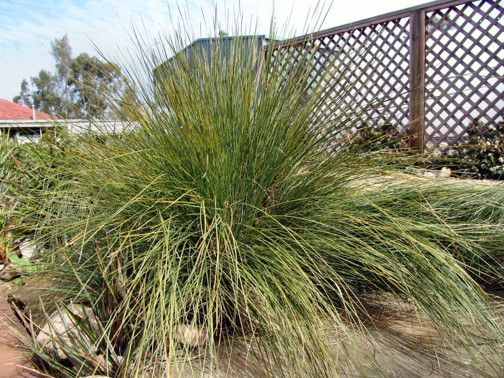 Lomandra Confertifolia ‘SIR5’ (Wingarra®)