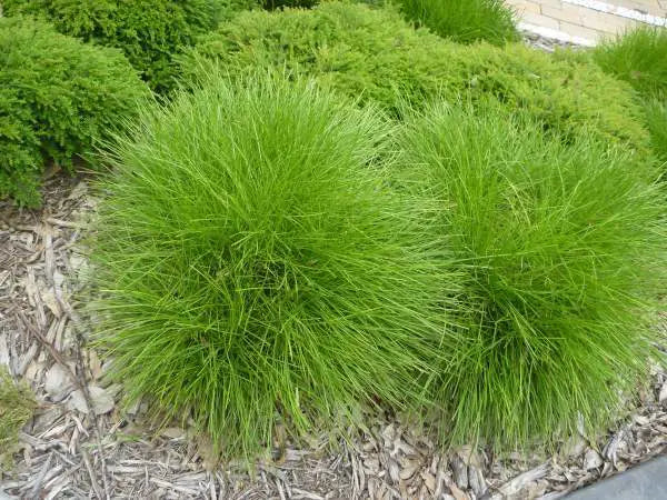 Lomandra Confertifolia ‘Little Con’