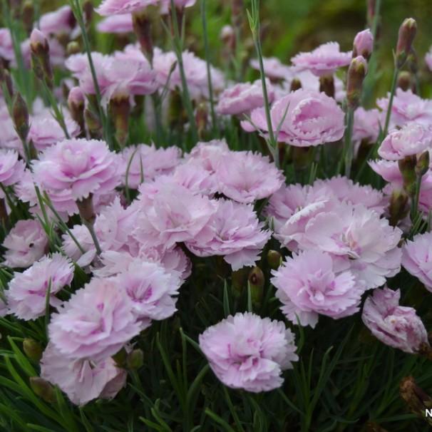 Dianthus Pikes Pink (Pikes Pink Dianthus)