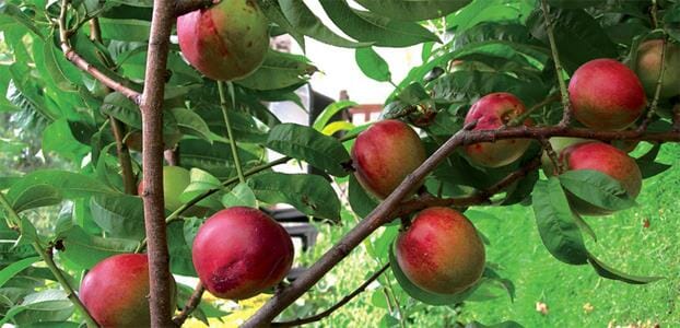 Prunus Persica 'Goldmine' (Nectarine Goldmine) DWARF