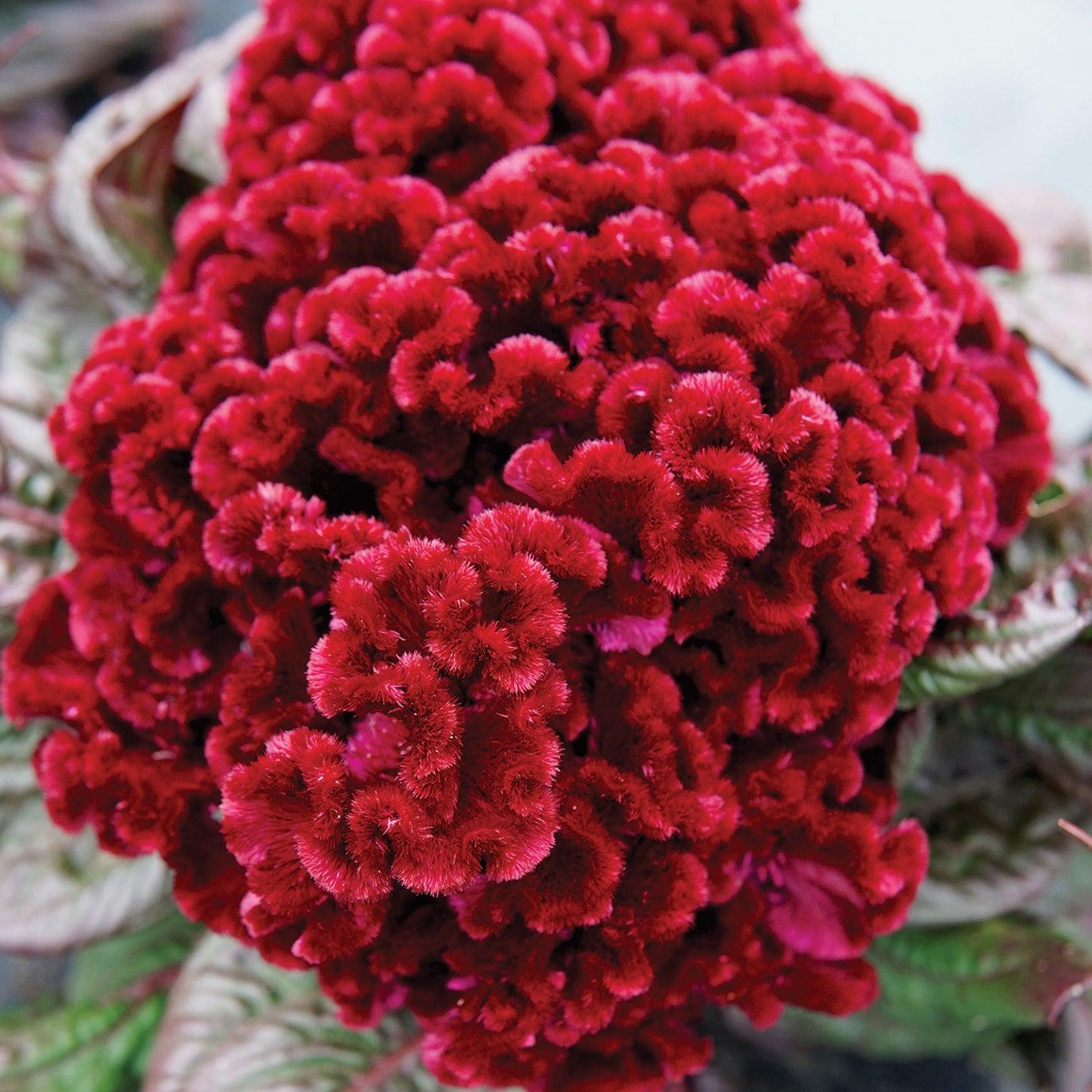 Celosia Argentea Var. Cristata ‘Dracula’ (Dracula Cockscomb)