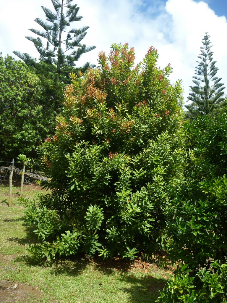 Macadamia Integrifolia (Pinkalicious Macadamia)