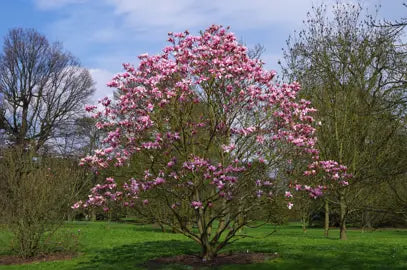 Magnolia ‘Cleopatra’