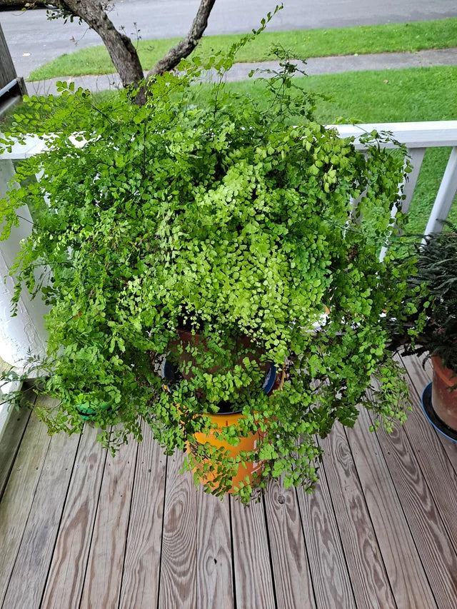 Adiantum raddianum ‘Fragrans’ (Fragrant Maidenhair Fern)