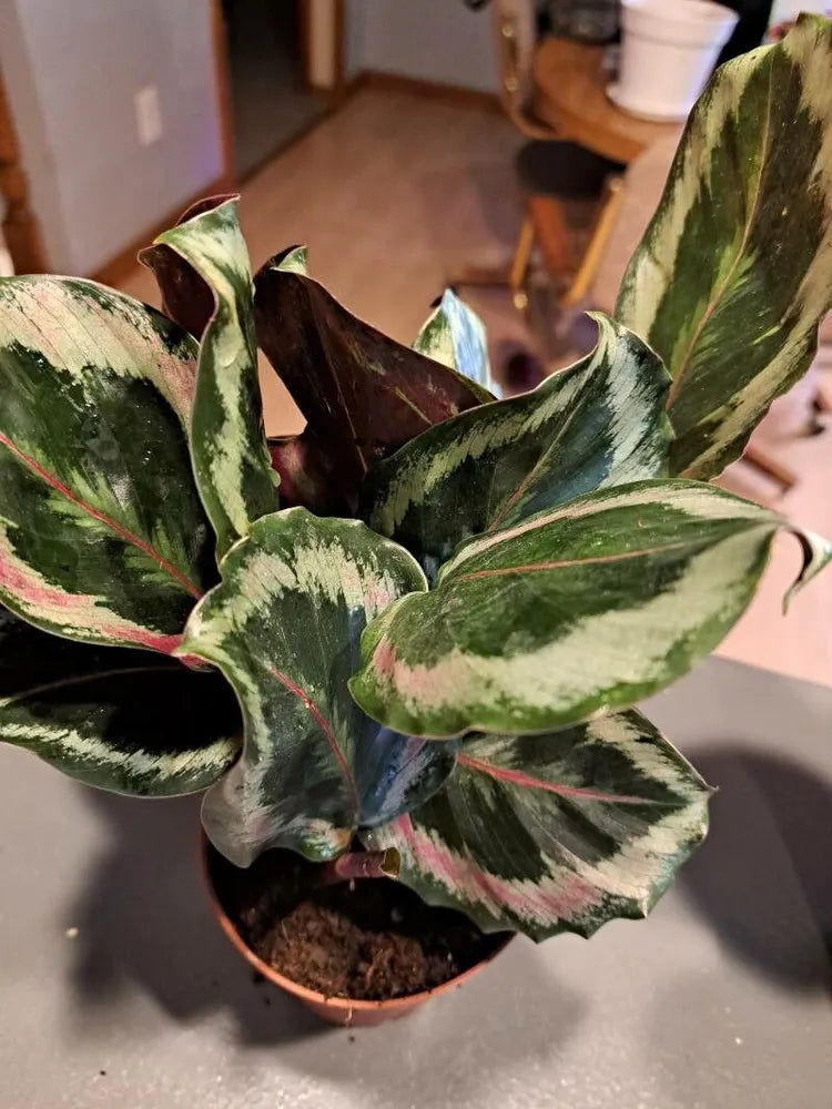 Calathea roseopicta ‘Shinestar’ – Shinestar Calathea