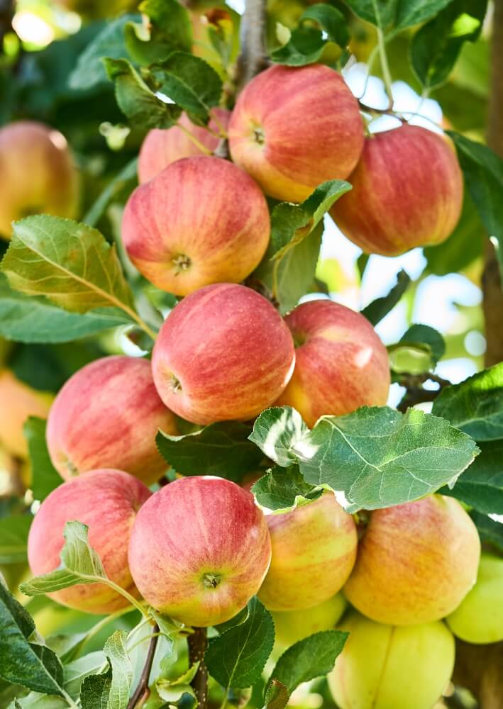 Malus Domestica 'Bite Size' (Dwarf Bite Size Apple)