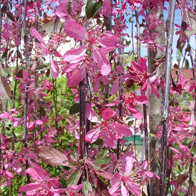 Malus × Purpurea 'Pendula' (Weeping Crab Apple)