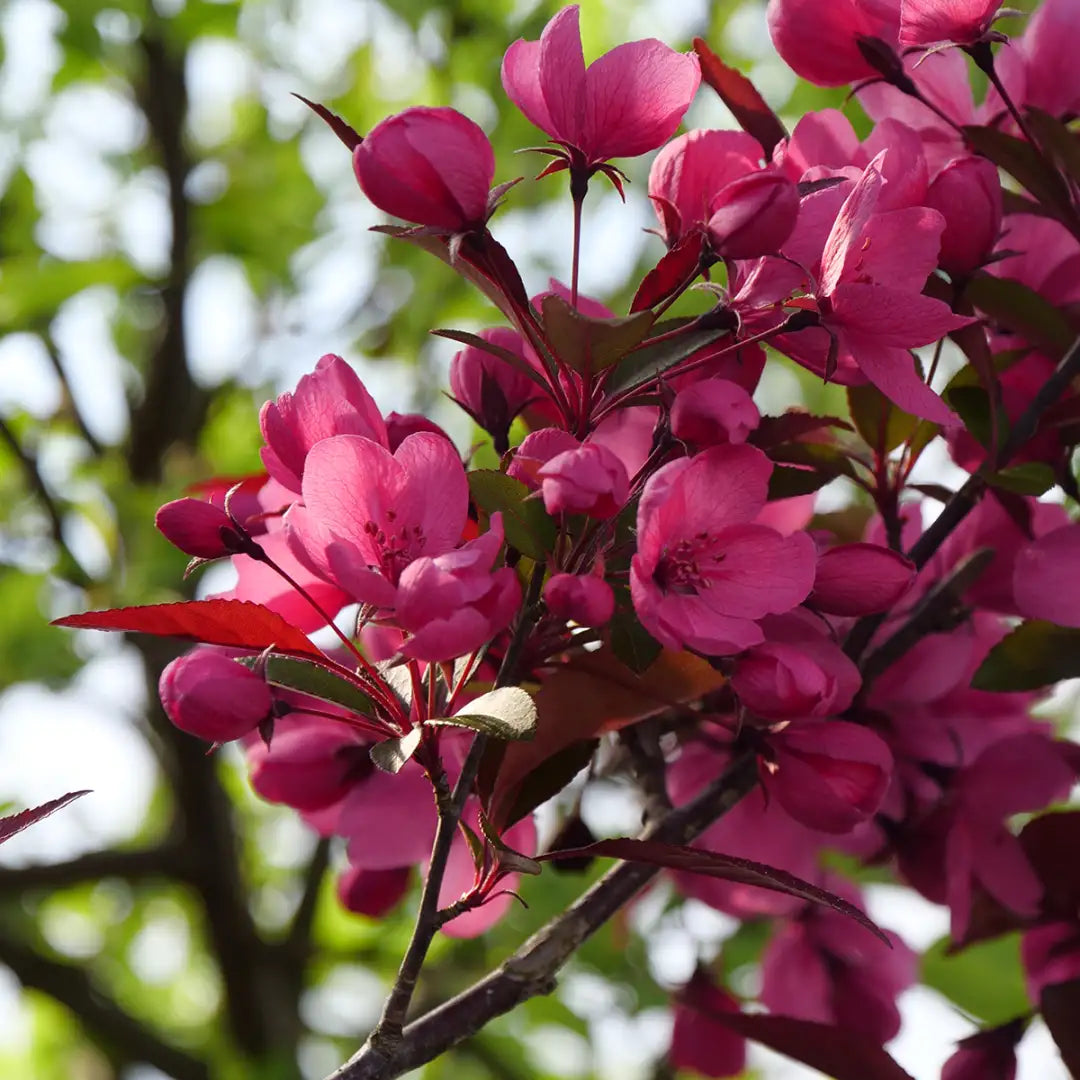 Malus ‘Shotizam’ Showtime™ (Crab Apple)