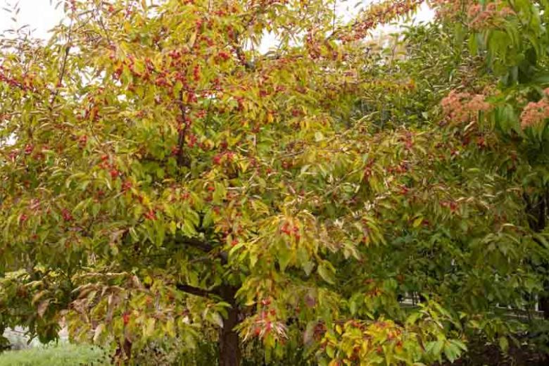 Malus ‘Sugar Tyme’ (Sugar Tyme Crabapple)