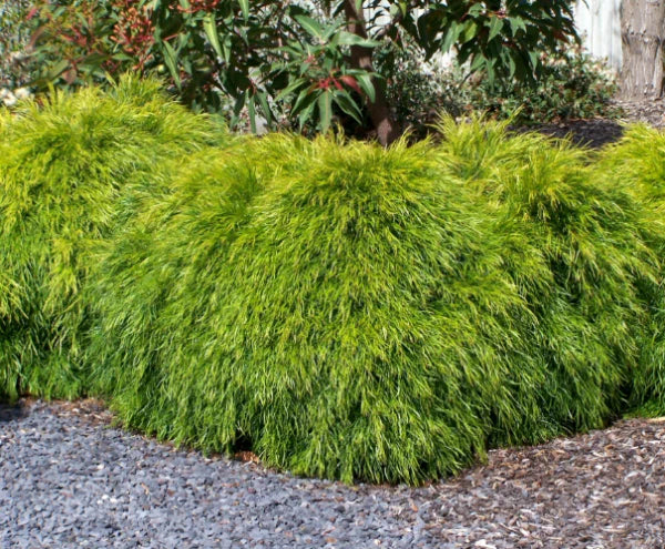 Acacia Cognata (Micro Matt)