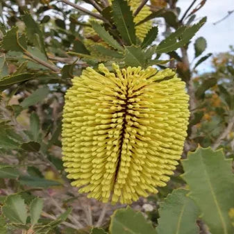 Banksia lehmanniana (Yellow Lantern Banksia)
