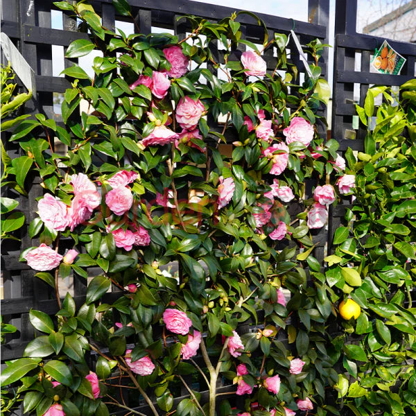 Camellia Japonica ‘Betty Ridley’ (Betty Ridley Camellia Balls)