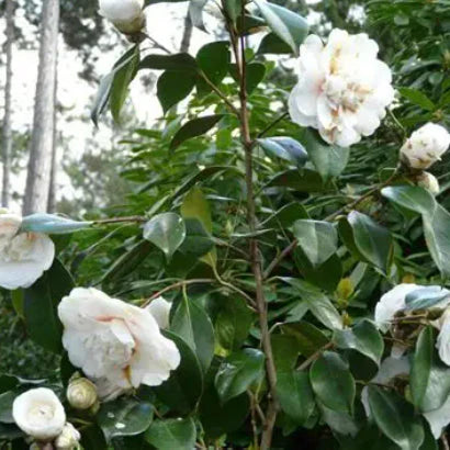 Camellia japonica ‘Elegans Champagne’