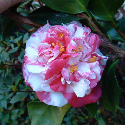 Camellia japonica ‘Emperor of Russia Variegated’