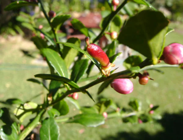Citrus australasica ‘Rainforest Pearl’ Dwarf (Finger Lime)